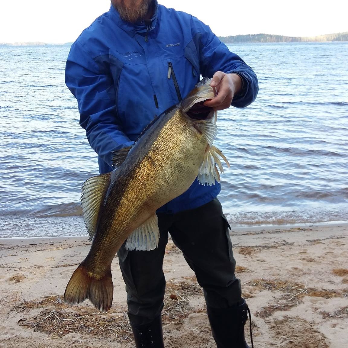 Pike-perch Finland