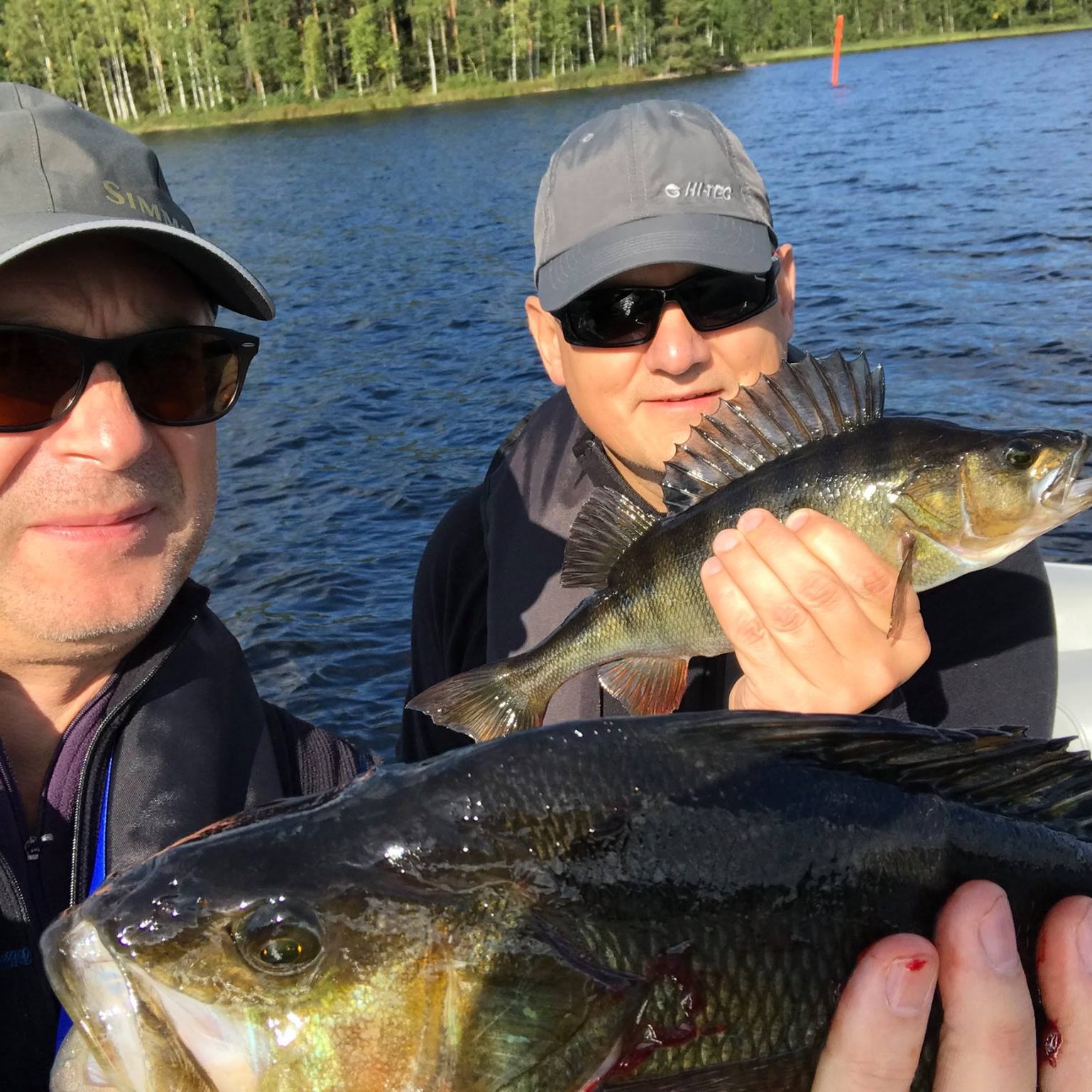 Perch fishing in Finland