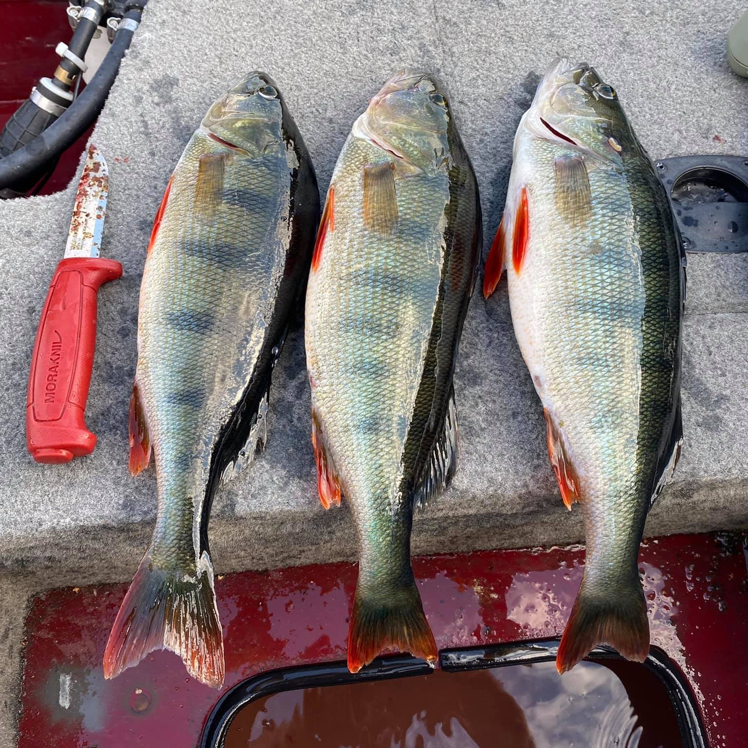 Perch in Finland