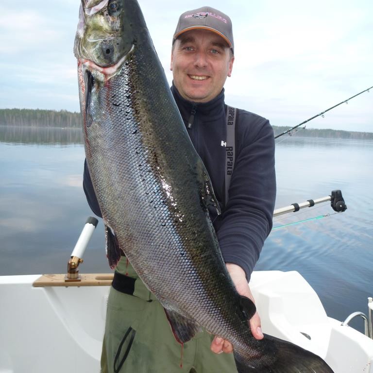 Lake Salmon in Finland