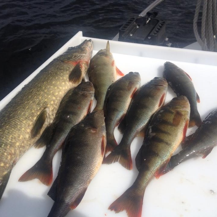 Perch Saimaa