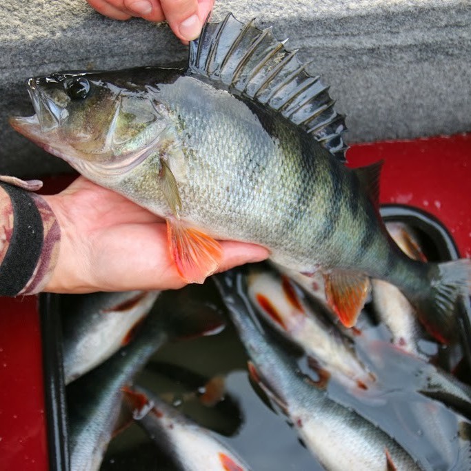 Perch fishing in Finland